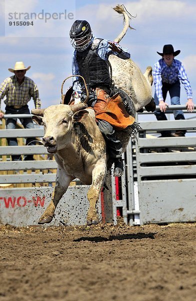 Bulle  Stier  Stiere  Bullen  anprobieren  Fest  festlich  fahren  jung  bockend  Alberta  Kanada  hart  Rodeo