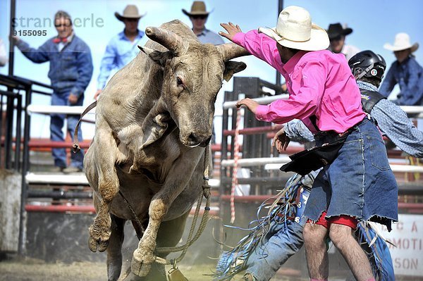 Bulle  Stier  Stiere  Bullen  hoch  oben  Fest  festlich  heben  fahren  Krieger  Aufladezeit  bockend  Alberta  Kanada  Rodeo