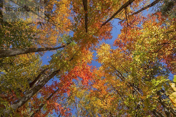 hoch  oben  blicken  folgen  Herbst  vorwärts  Algonquin Provincial Park  Laub  Aussichtspunkt  Ontario