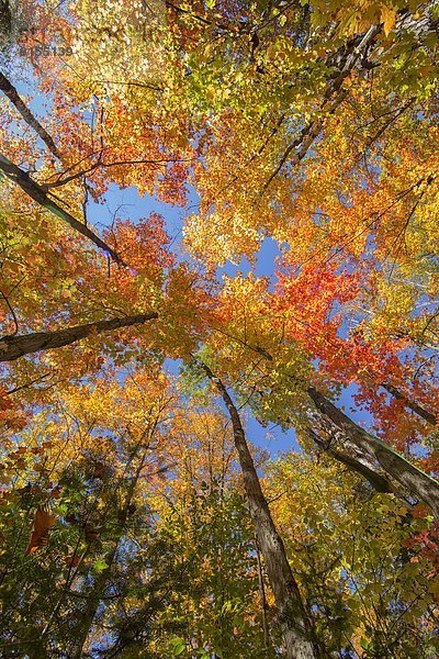 hoch  oben  blicken  folgen  bunt  Herbst  vorwärts  Algonquin Provincial Park  Laub  Aussichtspunkt  Ontario