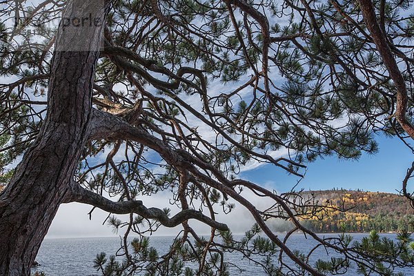 heben  Baum  Ehrfurcht  See  Nebel  früh  Kiefer  Pinus sylvestris  Kiefern  Föhren  Pinie  Stunde  Algonquin Provincial Park  Ontario