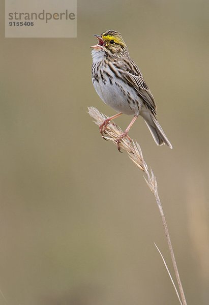 Savannah Sparrow - Saanichton Spit  Saanich BC