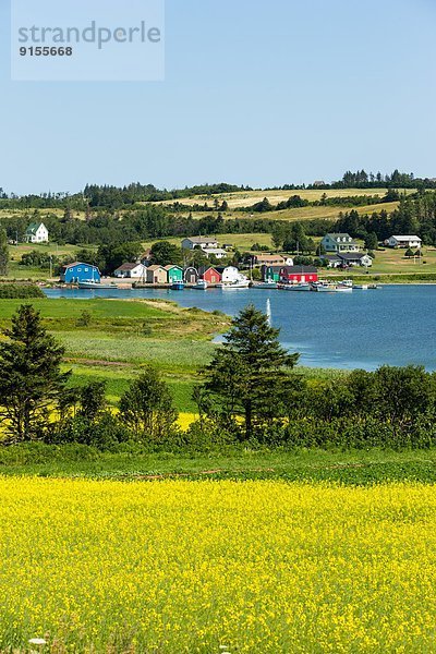 Rapsfeld Kanada French River Prince Edward Island