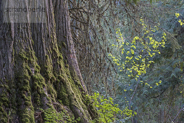 Riesen-Lebensbaum  Thuja plicata  British Columbia  Kanada
