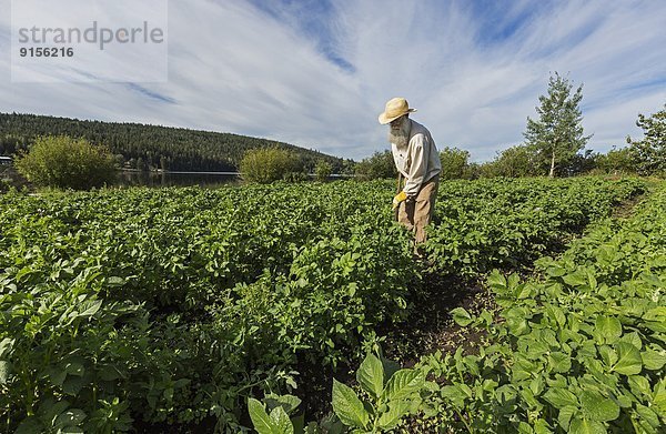 Landwirtschaft jäten