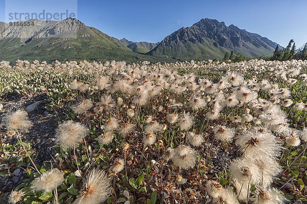 Wasserrand  Blume  Fülle  See  blühen  Wolle  Kluane Nationalpark  Yukon