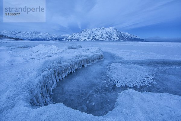 entfernt  bedecken  Morgen  Schaf  Ovis aries  See  Eis  früh  Stück  Stunde  Kluane Nationalpark  Yukon