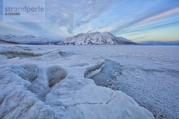 entfernt  bedecken  Morgen  Schaf  Ovis aries  See  Eis  früh  Stück  Stunde  Kluane Nationalpark  Yukon