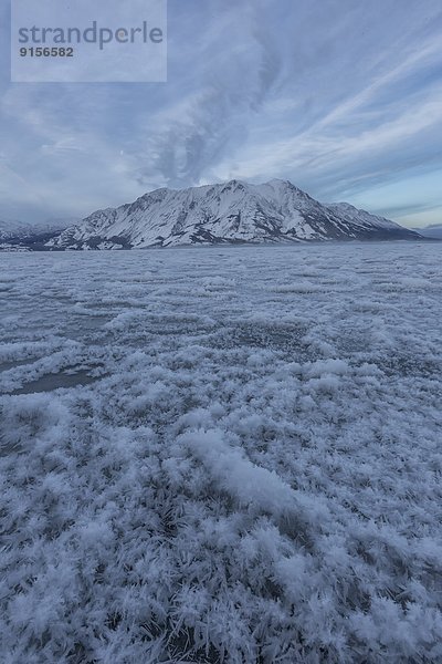 entfernt  bedecken  Morgen  Schaf  Ovis aries  See  Eis  früh  Stück  Stunde  Kluane Nationalpark  Yukon