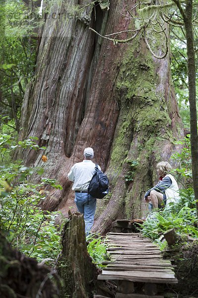 Senior  Senioren  Inspektion  folgen  Baum  Holzweg  Insel  groß  großes  großer  große  großen  vorwärts  Zeder  Tofino  British Columbia  British Columbia  Kanada