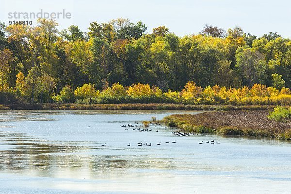 Canada Geese in lake  Morris  Manitoba Canada
