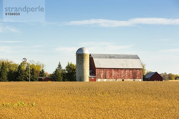 Mais Zuckermais Kukuruz Bauernhof Hof Höfe Feld Kanada Ontario