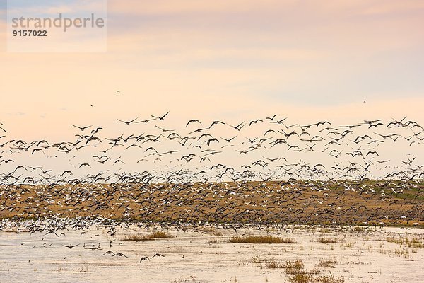 nahe  Ente  wandern  Gans  Saskatchewan