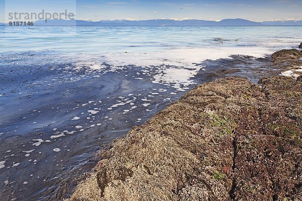 Hering  Clupeidae  Wasser  bedecken  Beleuchtung  Licht  Braunalge  blau  Symbol  Laich  Kanada  Hering  Meerenge  Vancouver Island