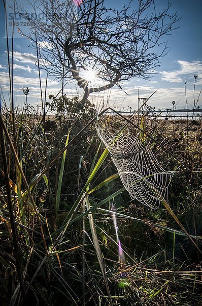 beleuchtet  Morgen  Tau  Tautropfen  Herbst  groß  großes  großer  große  großen  Gras  Kanada