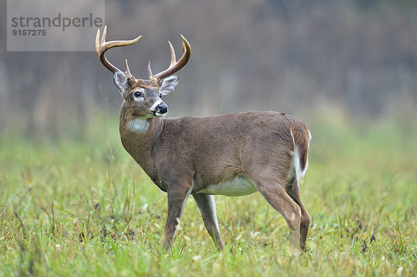 Vereinigte Staaten von Amerika  USA  Hirsch  weiß  Herbst  Gewölbe  Geweih  Schwanz  Tierschwanz  Tennessee