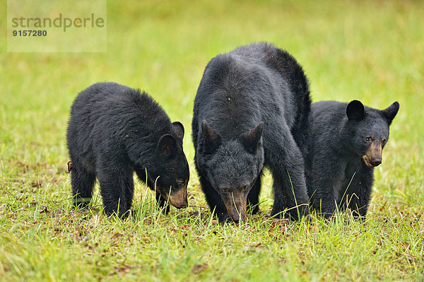 Vereinigte Staaten von Amerika  USA  Schwarzbär  Ursus americanus  fallen  fallend  fällt  Frucht  Jungtier  Mutter - Mensch  Futter suchen  Nahrungssuche  Tennessee
