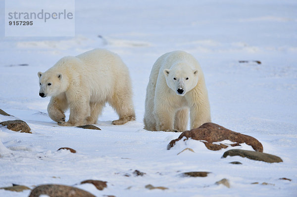 Eisbär  Ursus maritimus  Mutter - Mensch  Kanada  junges Raubtier  junge Raubtiere  Manitoba