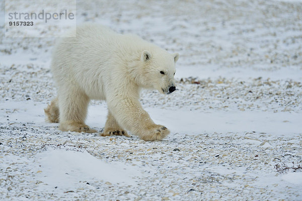Eisbär  Ursus maritimus  Kanada  junges Raubtier  junge Raubtiere  Manitoba  Jahr