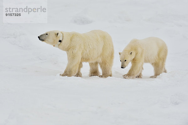 Eisbär  Ursus maritimus  Mutter - Mensch  Kanada  Manitoba