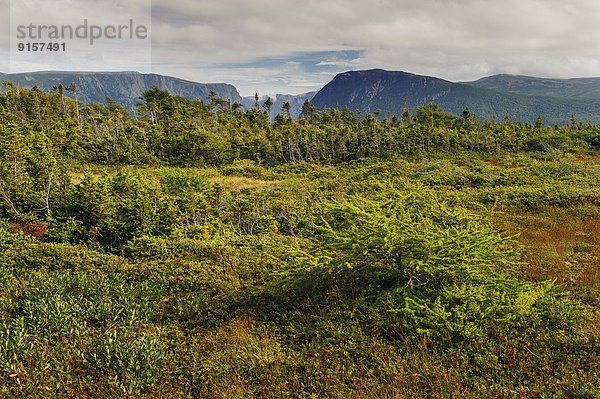 Wald  Sumpf  Neufundland  Kanada