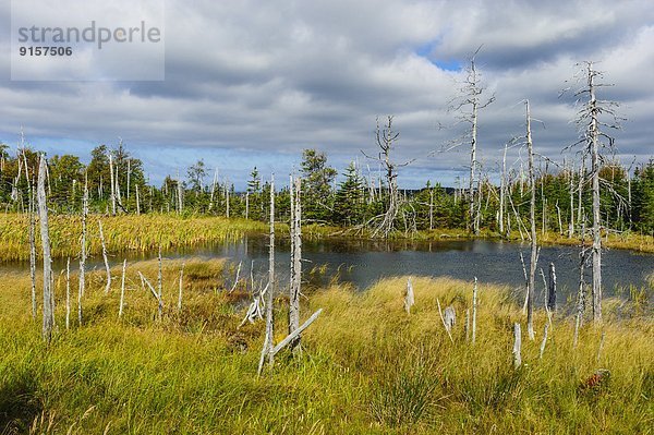klein  schwarz  Herbst  umgeben  Fichte  Tanne  Neufundland  Kanada  Teich