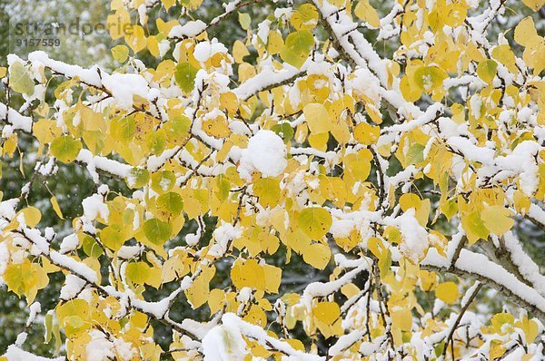 Farbaufnahme Farbe fallen fallend fällt Close-up Herbst Jasper Nationalpark Amerikanische Zitterpappel Populus tremuloides Alberta Kanada Schnee