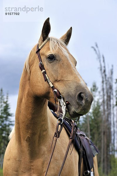 Portrait  reiten - Pferd  Pferd  Equus caballus