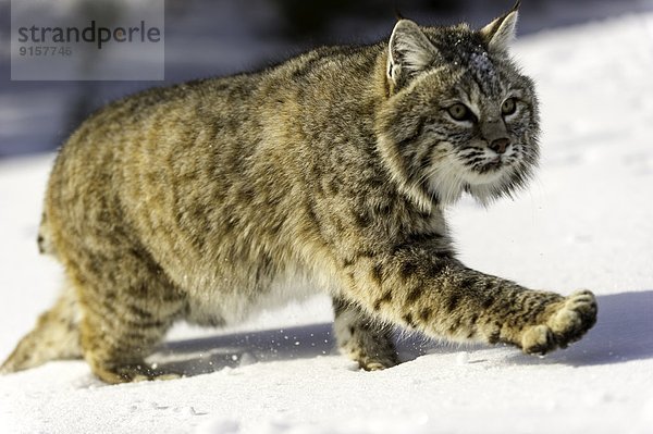 Vereinigte Staaten von Amerika  USA  Berg  Winter  spät  jung  Lebensraum  Rotluchs  Lynx rufus  Gefangenschaft  Luchs  lynx lynx