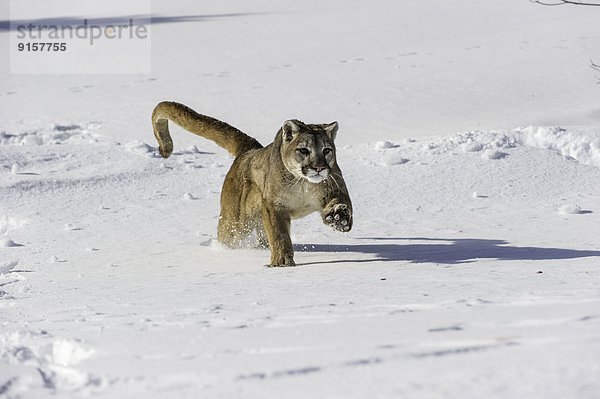 Vereinigte Staaten von Amerika  USA  Löwe  Panthera leo  Puma  Felis concolor  Berglöwe  Berg  Gefangenschaft  Schnee