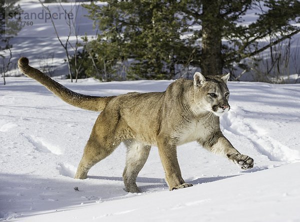 Vereinigte Staaten von Amerika  USA  Löwe  Panthera leo  Puma  Felis concolor  Berglöwe  Berg  Gefangenschaft  Schnee