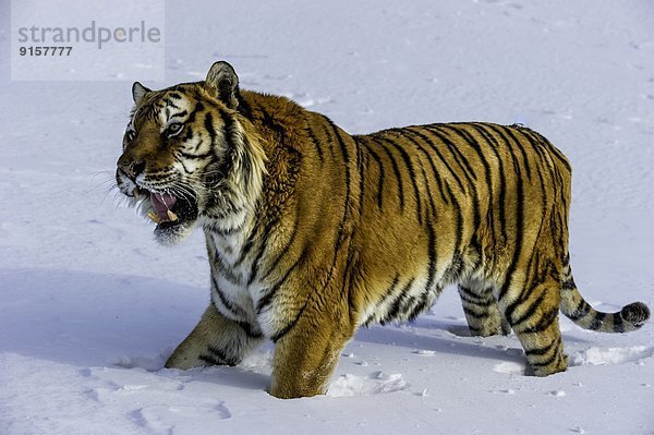 Vereinigte Staaten von Amerika  USA  Sibirischer Tiger  Sibirische  Panthera tigris altaica  Amurtiger