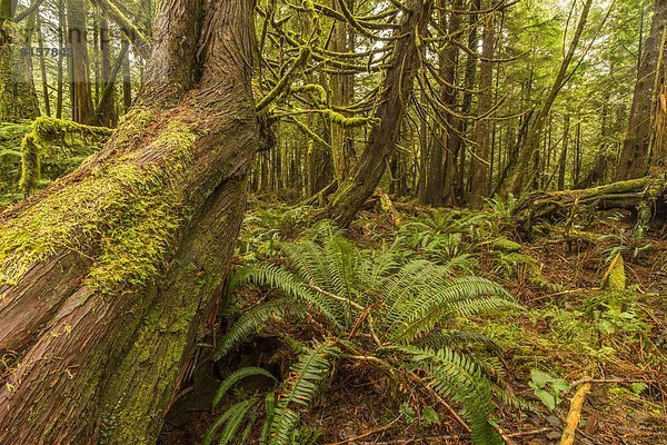 Baum  Pazifischer Ozean  Pazifik  Stiller Ozean  Großer Ozean  Zeder  British Columbia  Kanada  Laub  Vancouver Island