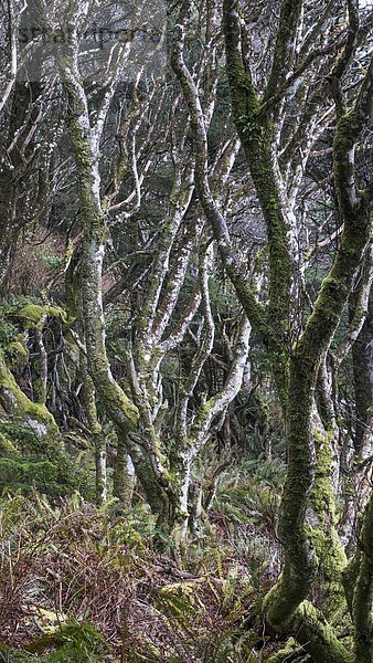 Baum  Pazifischer Ozean  Pazifik  Stiller Ozean  Großer Ozean  Zeder  British Columbia  Kanada  Laub  Vancouver Island