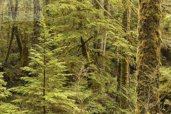 Baum  Pazifischer Ozean  Pazifik  Stiller Ozean  Großer Ozean  British Columbia  Kanada  Laub  Vancouver Island