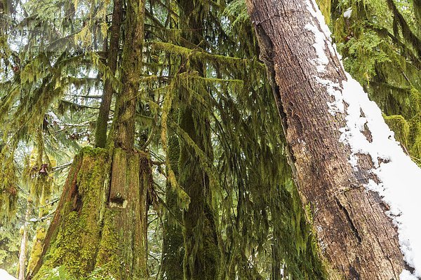 Baum  Ländliches Motiv  ländliche Motive  British Columbia  Kanada  Laub  Vancouver Island