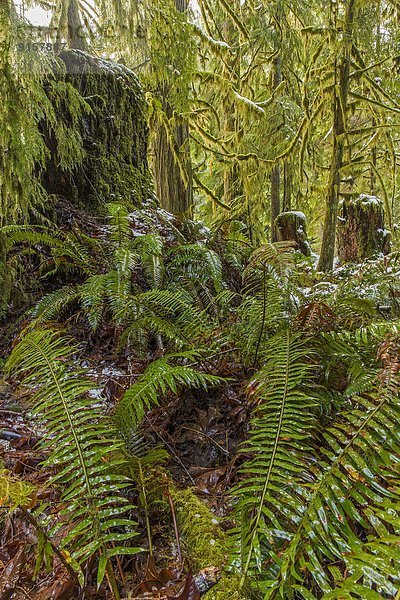Baum  Ländliches Motiv  ländliche Motive  British Columbia  Kanada  Laub  Vancouver Island