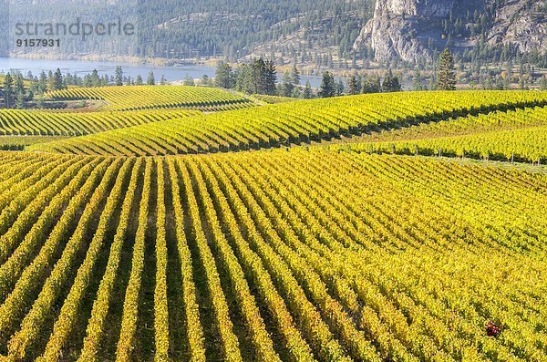 Hintergrund  Fluss  Weinberg  British Columbia  Kanada