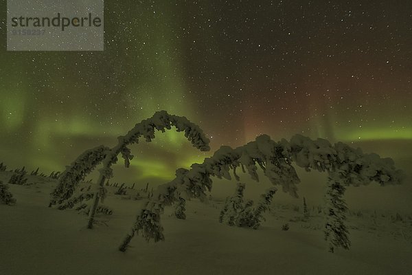 bedecken  Baum  Norden  Fokus auf den Vordergrund  Fokus auf dem Vordergrund  Polarlicht  Aurora  Schnee  Yukon