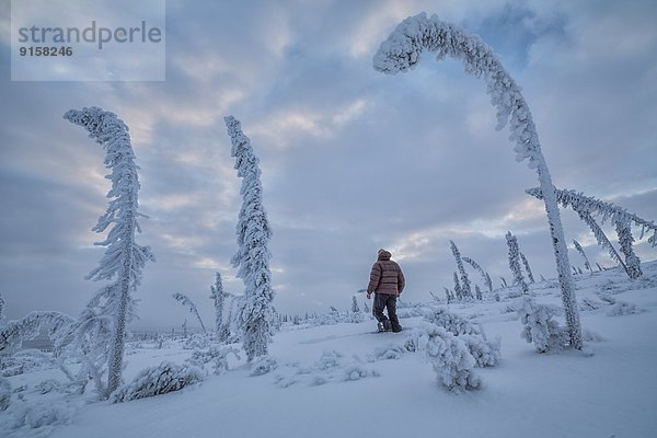 stehend  Baum  Mensch  Rahmen  Schnee  Yukon