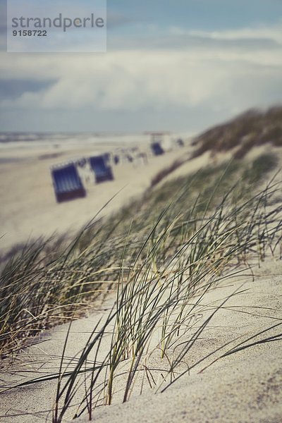 Dünengras am Strand  Sylt  Schleswig-Holstein  Deutschland  Europa