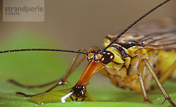 Skorpionsfliege  Panorpa scorpion