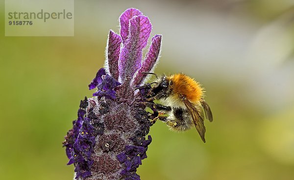 Hummel auf Schopflavendel