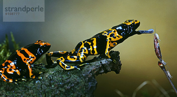 Zwei gelbgebänderte Baumsteiger  Dendrobates leucomelas