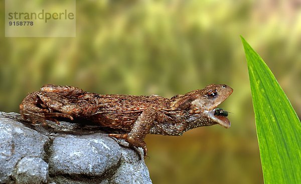 Wechselkröte  Bufo viridis  mit Beute