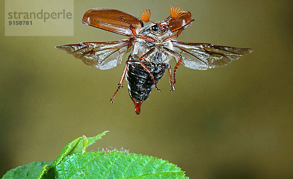 Feldmaikäfer  Melolontha melolontha