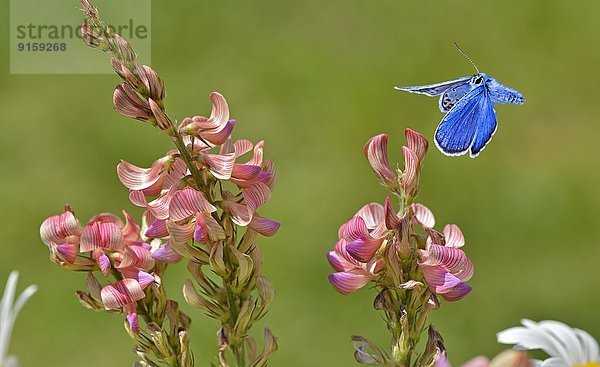 Bläuling an einer Blüte