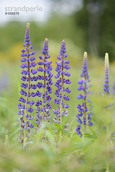 Blühende Wildlupine im Frühling