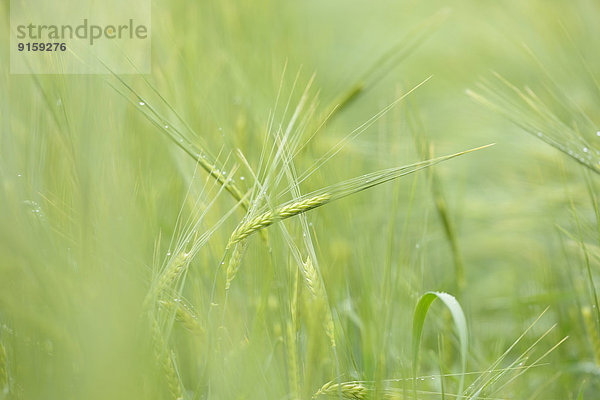 Close-up einer grünen Gersten-Ähre auf einem Feld im Frühling