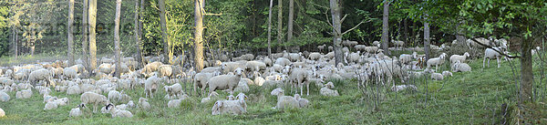 Schafherde auf einer Wiese  Oberpfalz  Bayern  Deutschland